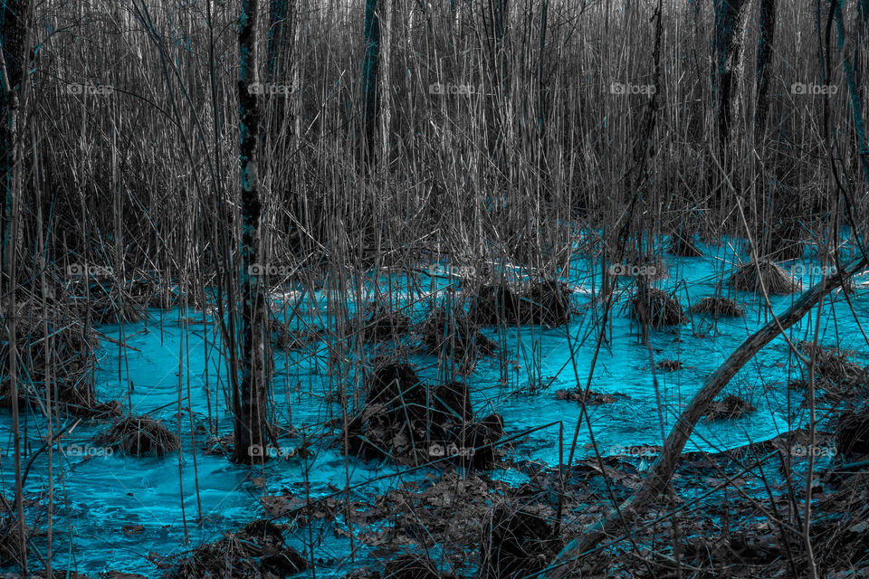 Frozen swamp
