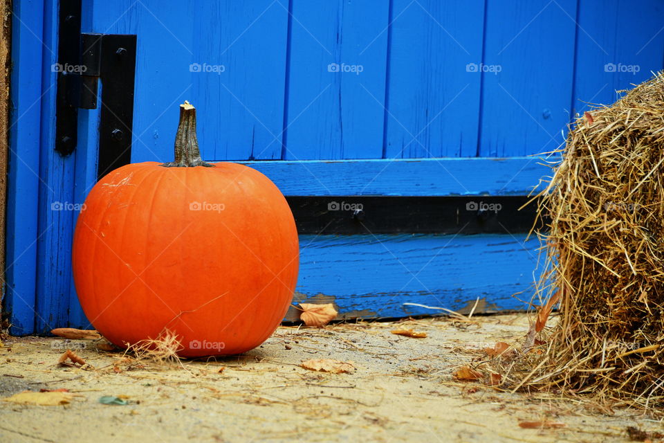 Pumpkin near wooden wall