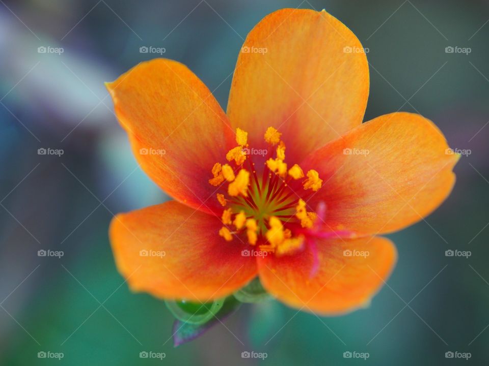 Close up of blooming orange flower