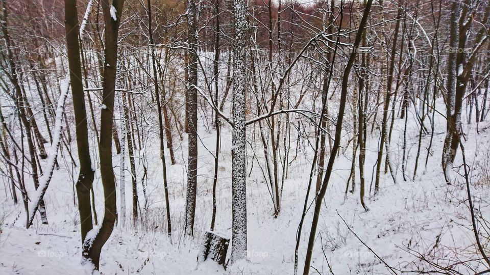 snow forest