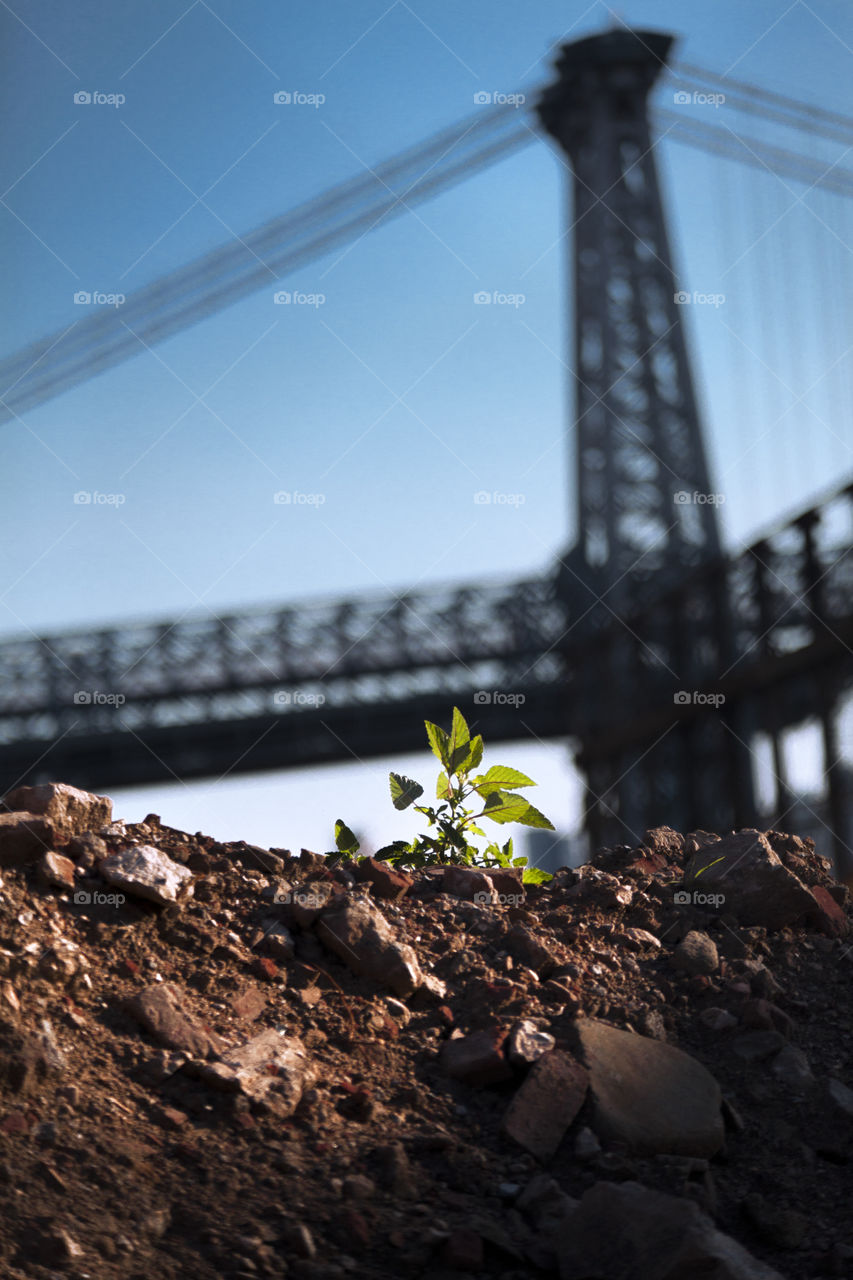 A Tree Grows In Brooklyn. Brooklyn, NY
