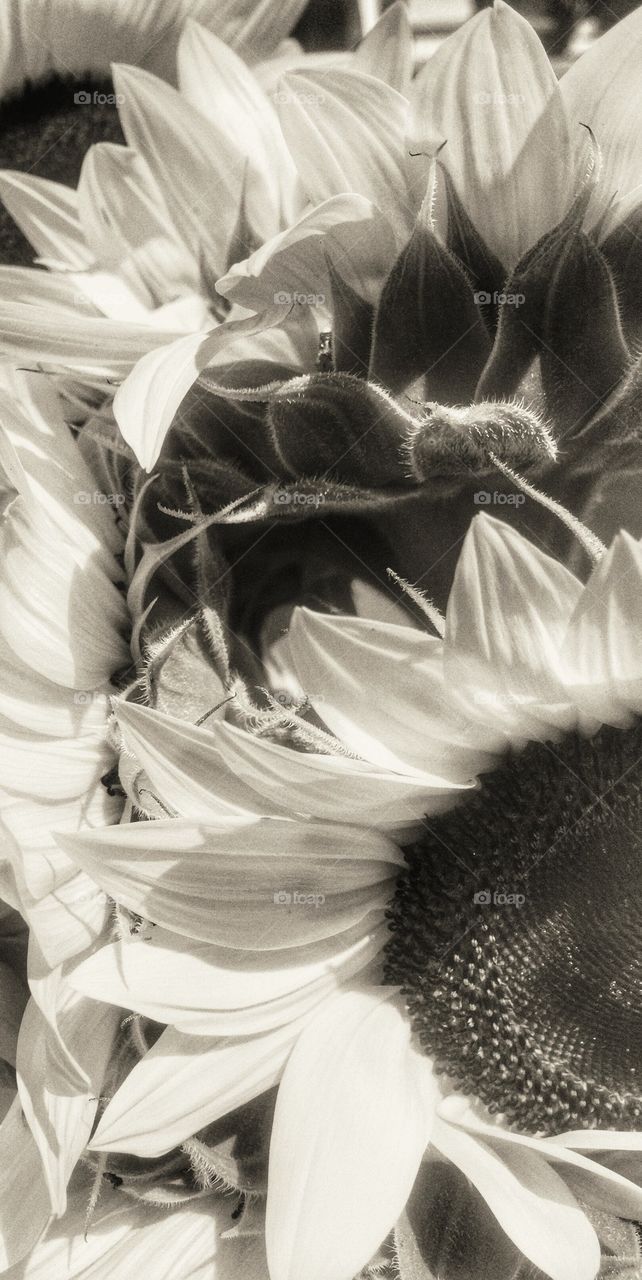 Sunflowers 