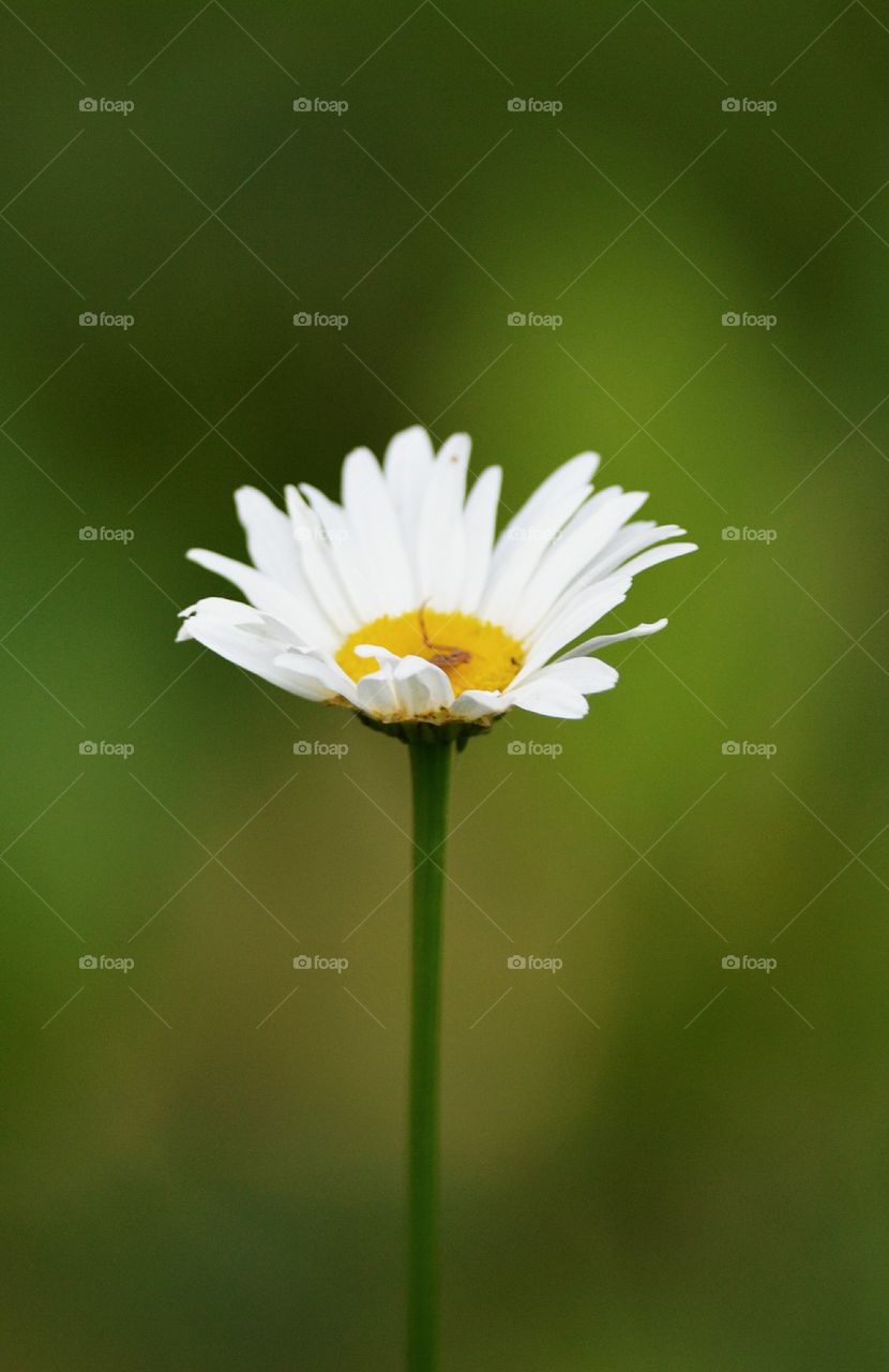 little white flower with yellow center