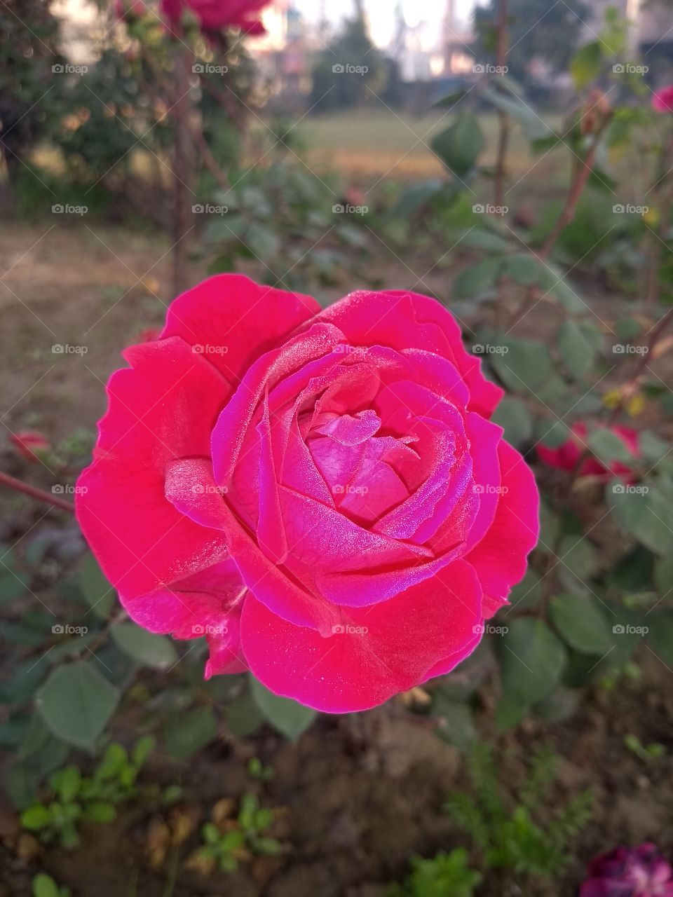 rose