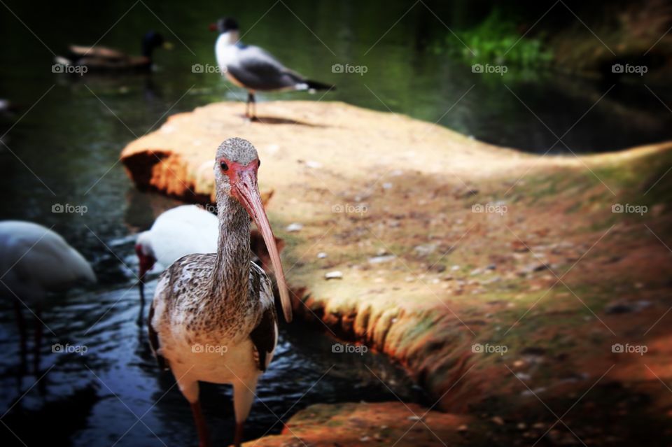 View of birds in forest