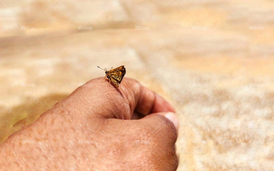 tinny butterfly