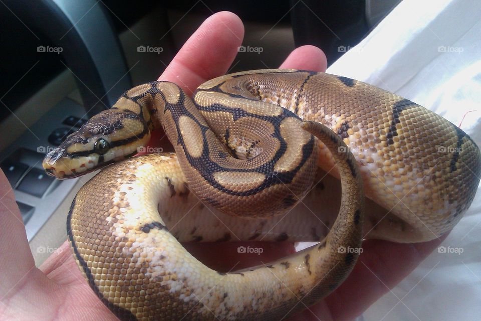 ball python