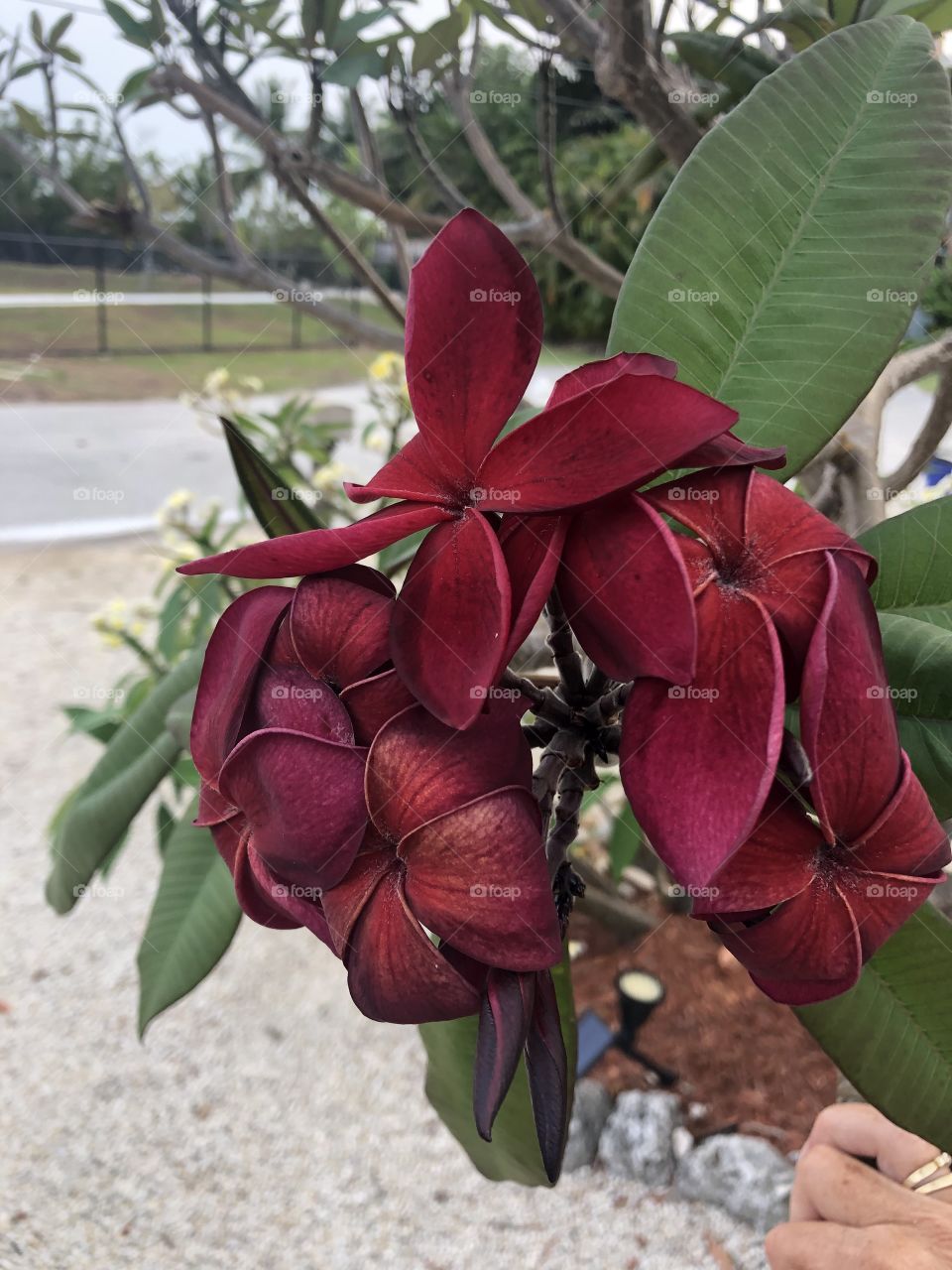 Burgundy blooming Plumeria