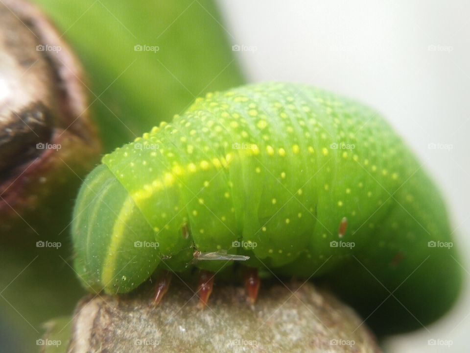 Close-up of green insect
