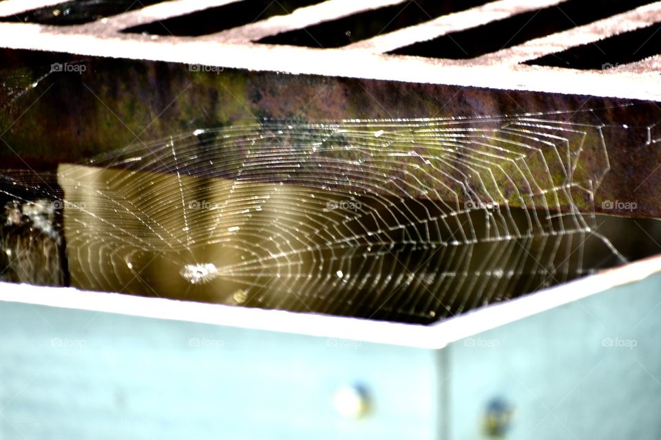Spider web
