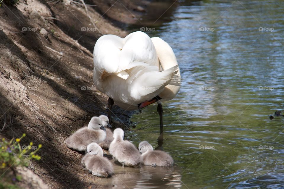 Swans with cygnets . Swans with cygnets 