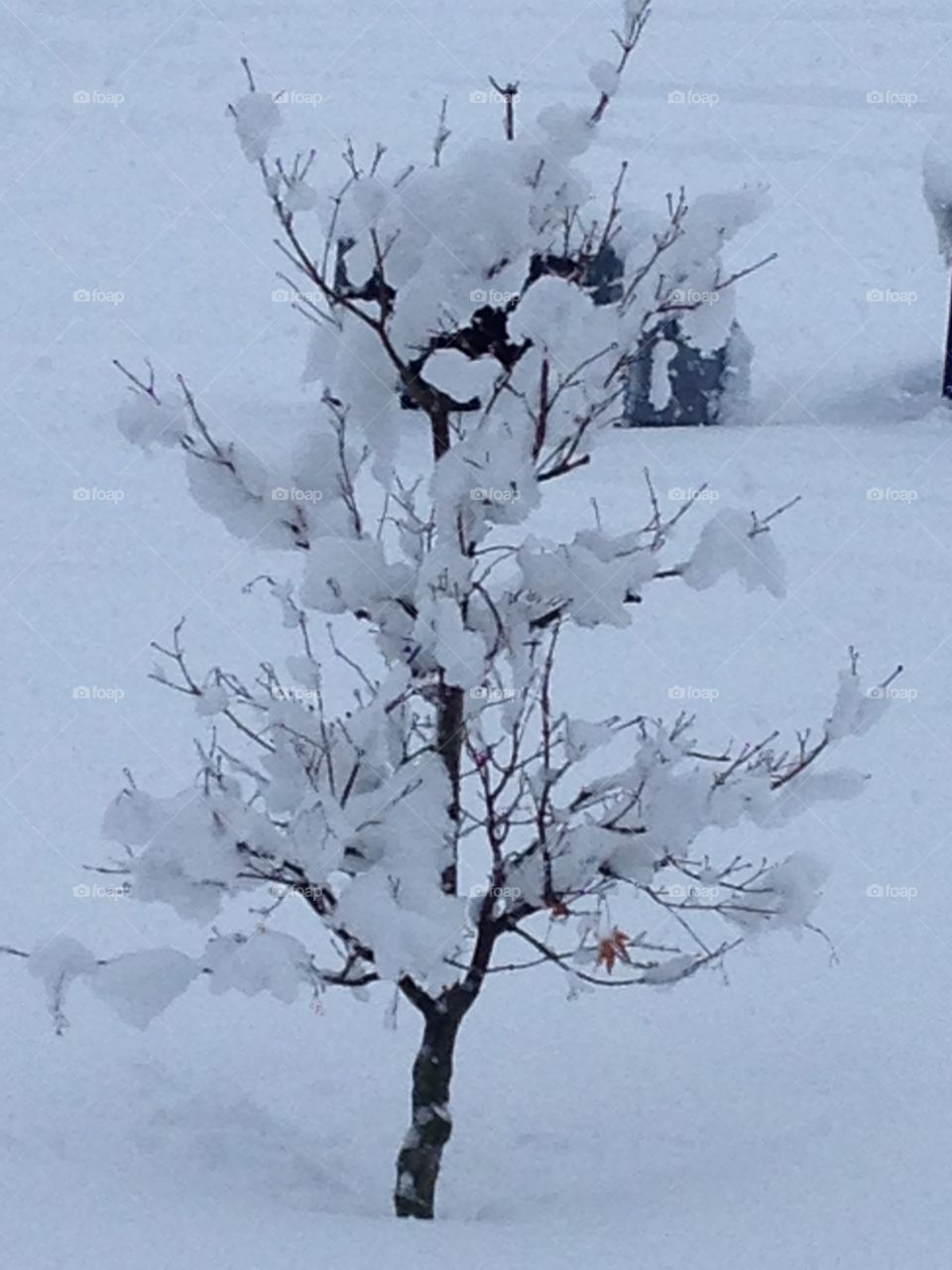 Snow on Charlie Brown Tree