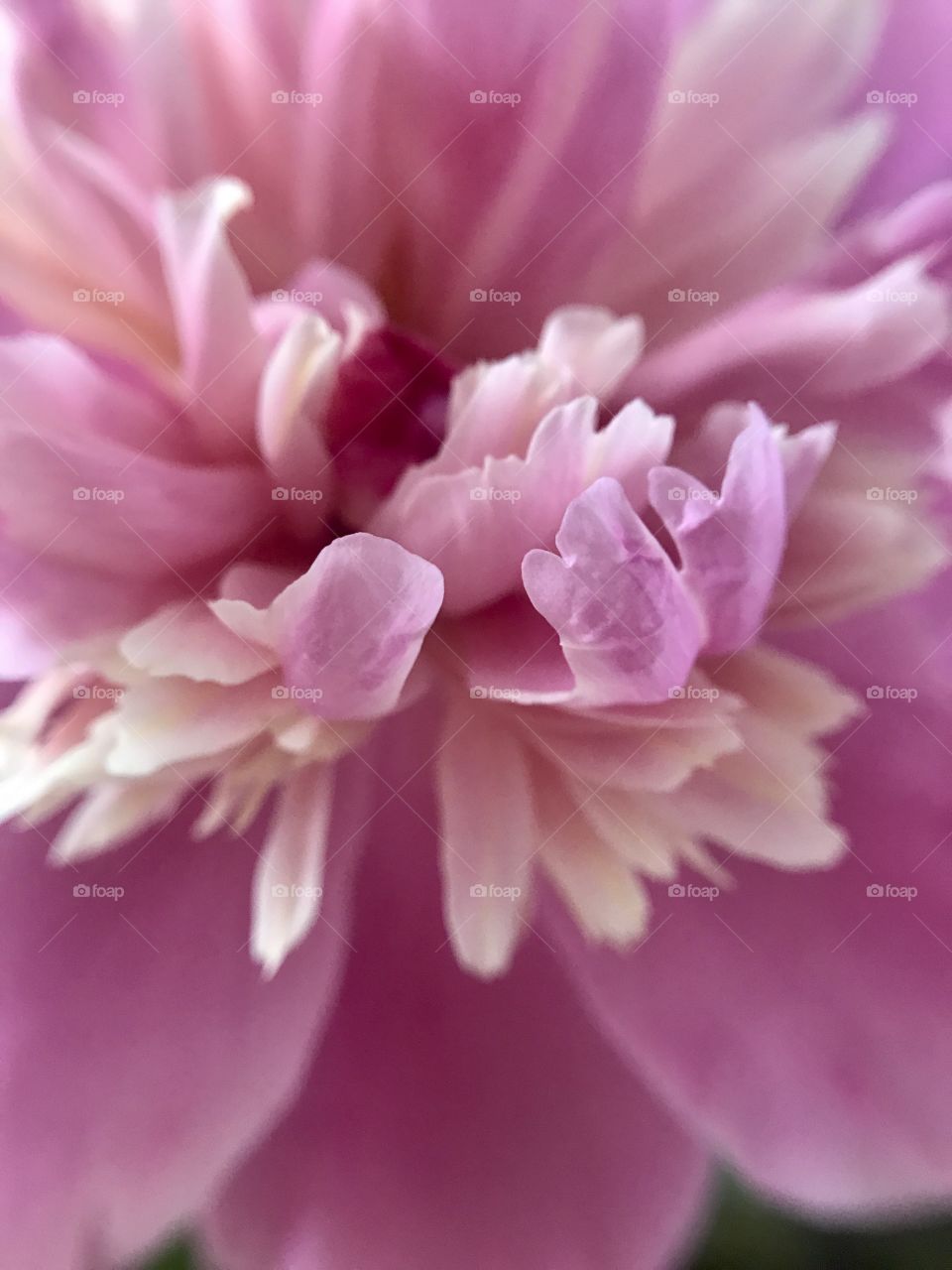 Pink peony 