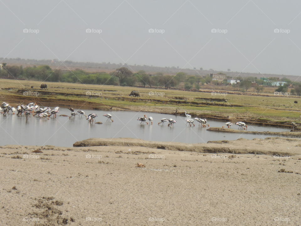 Migratory birds roam around the lake A Shahi.
