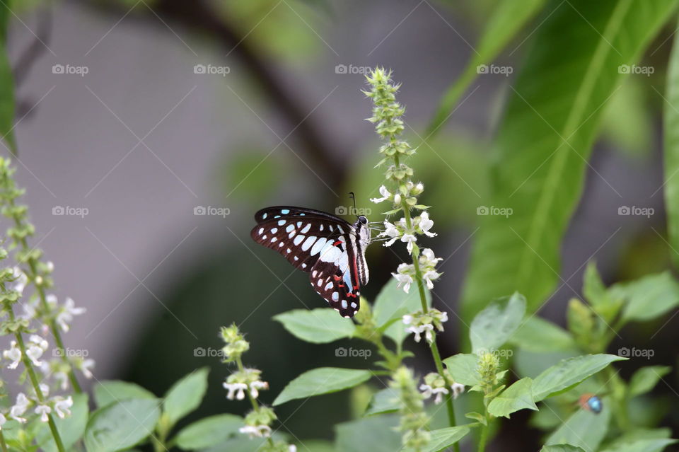 black and blue butterfly on flower