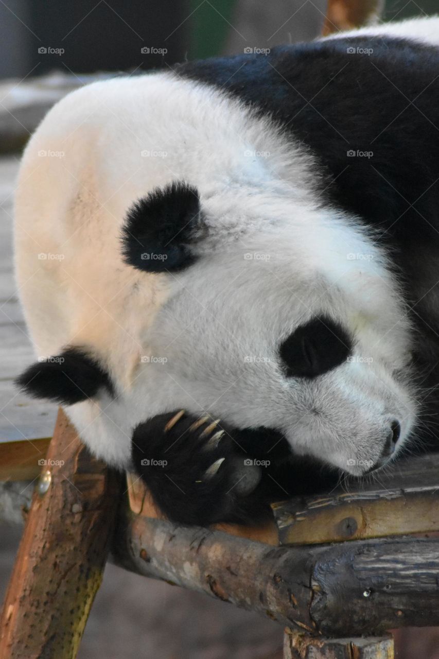 Giant panda taking a nap