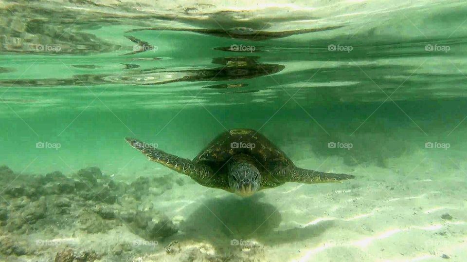 In coming sea turtle 🤙