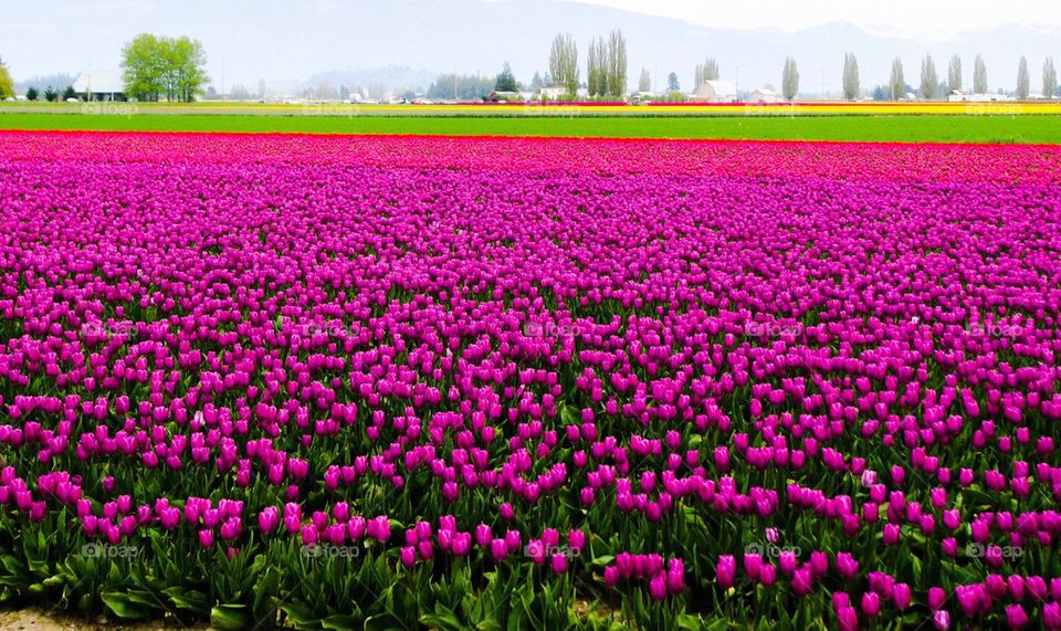 Tulip fields