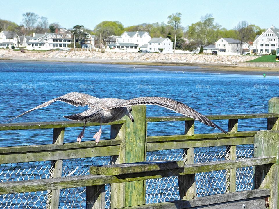 Seagull at Gulf Beach 