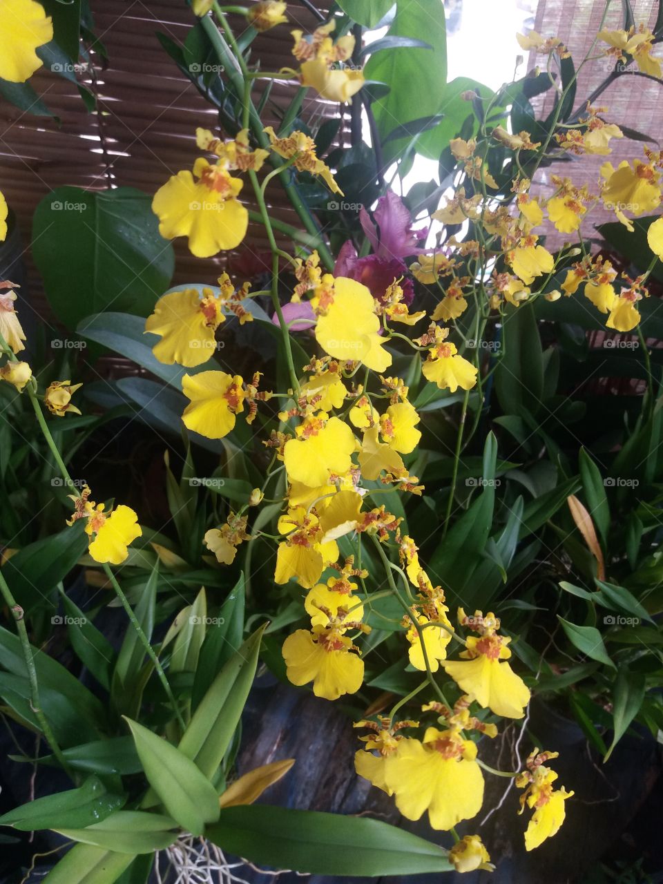 yellow mini orchids