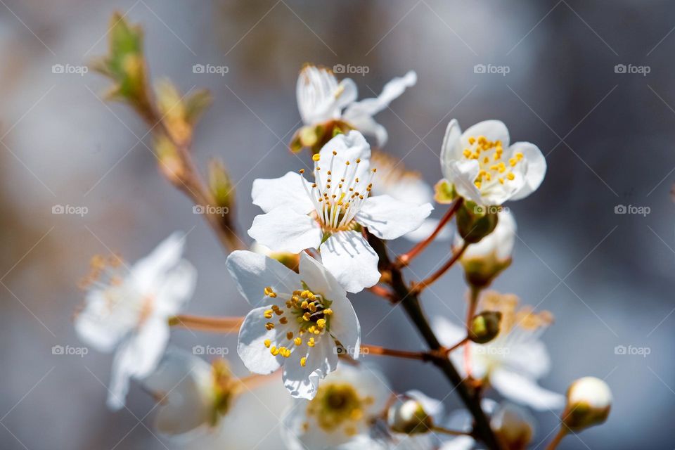 A white spring flowers