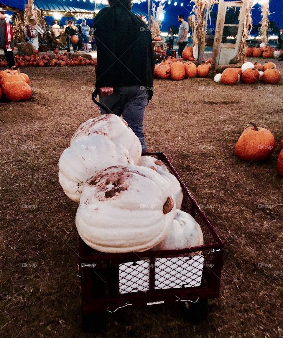 Pulling a Cart of pumpkins