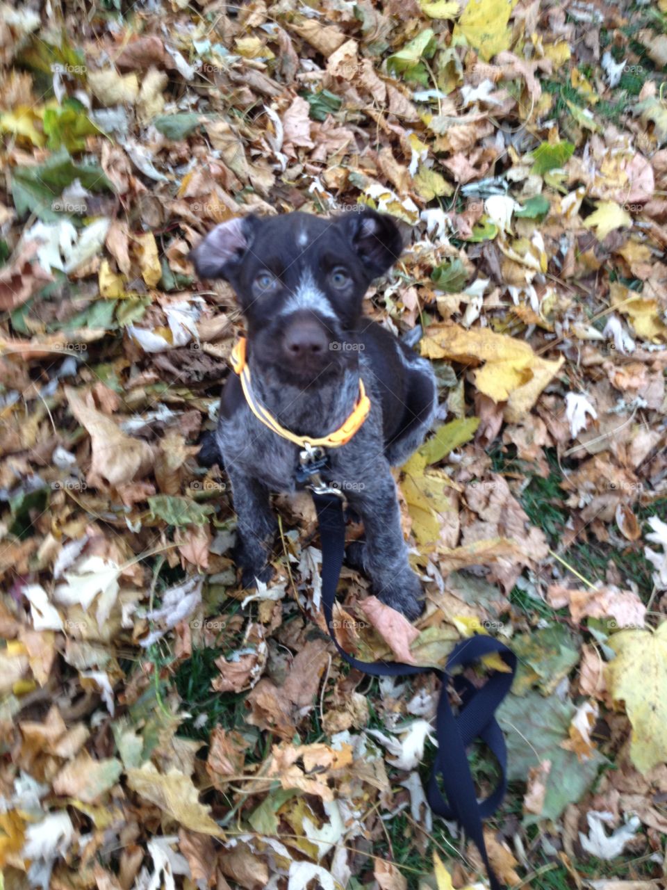 Bart. Puppy playing in fall leaves.
