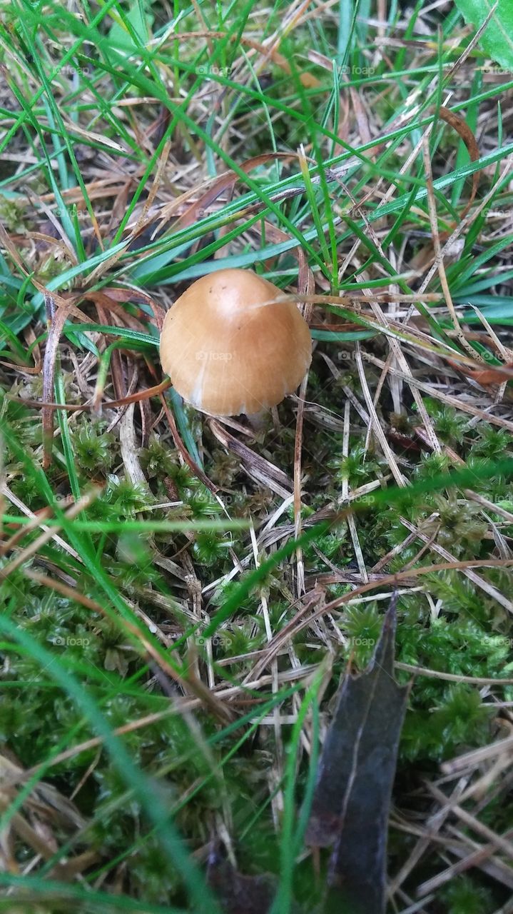 mushroom