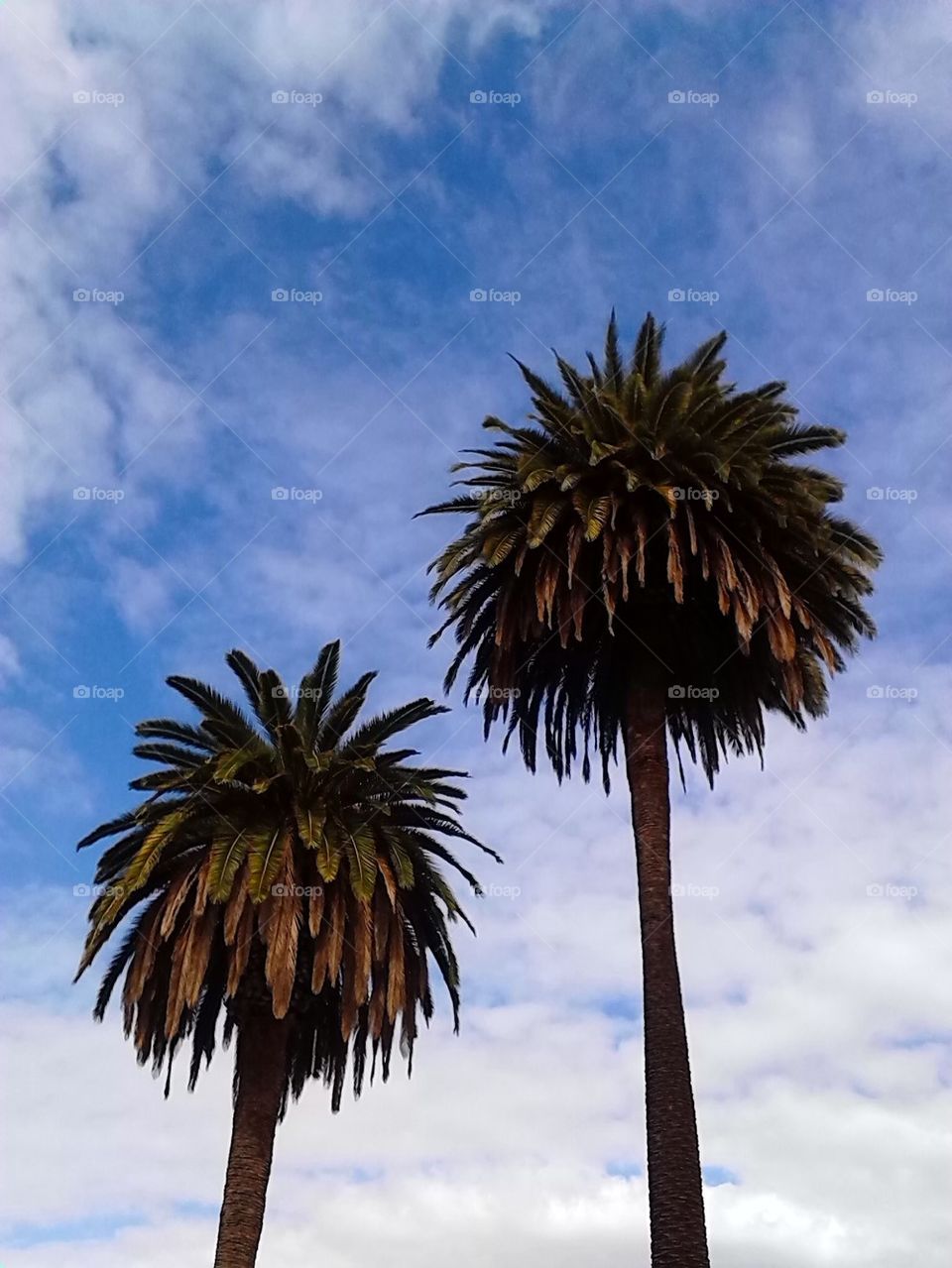 Glendale Palms