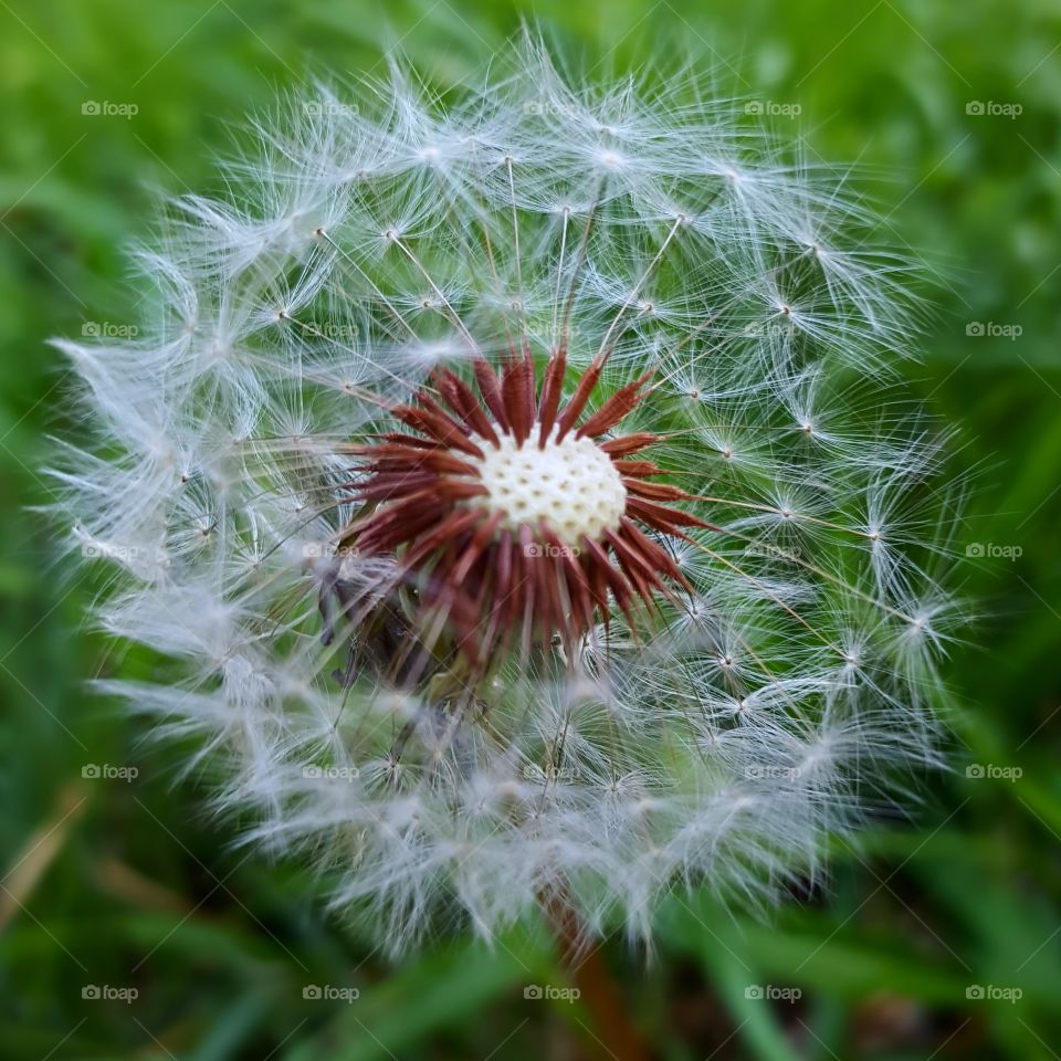 dandelion