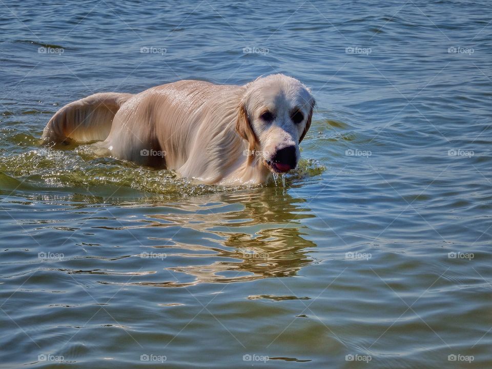 Wet golden. 