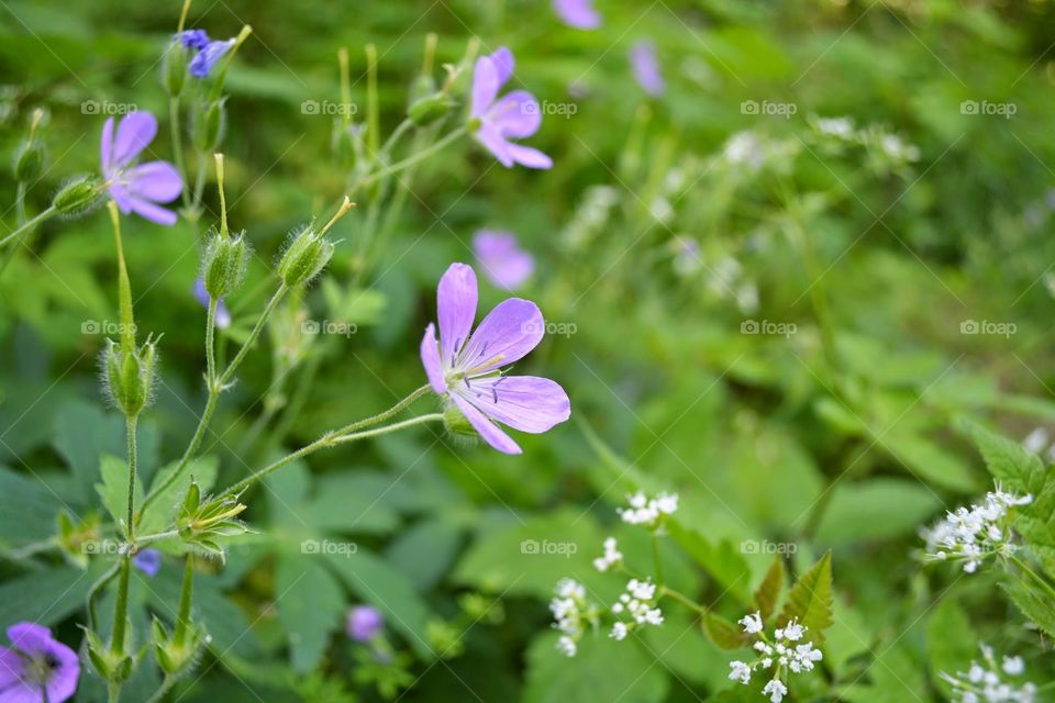 Wildflowers at Shenandoah