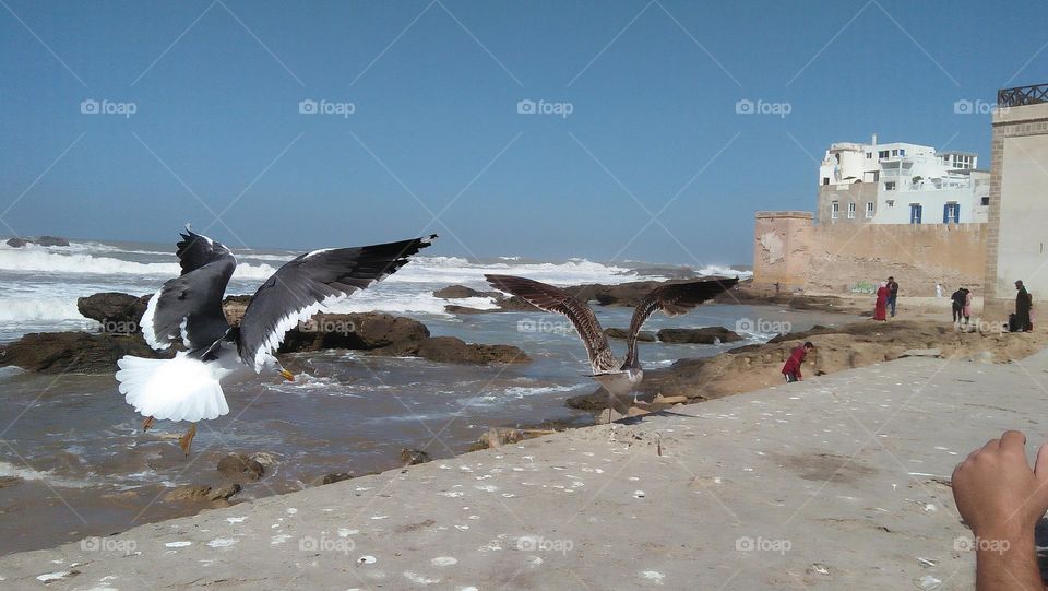 seagulls flying over the sea.