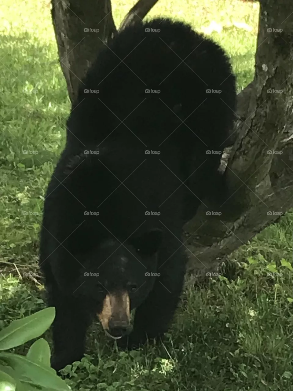 In front yard