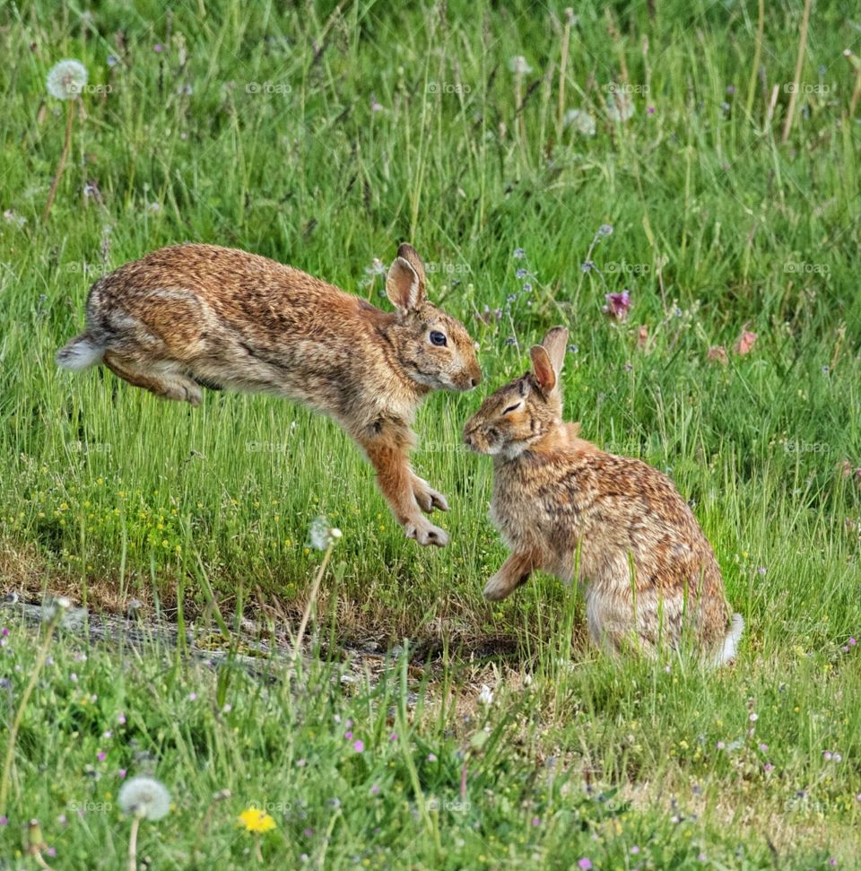 Bunnies at play