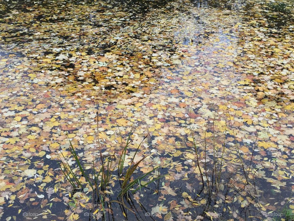 Leaves in the pond 