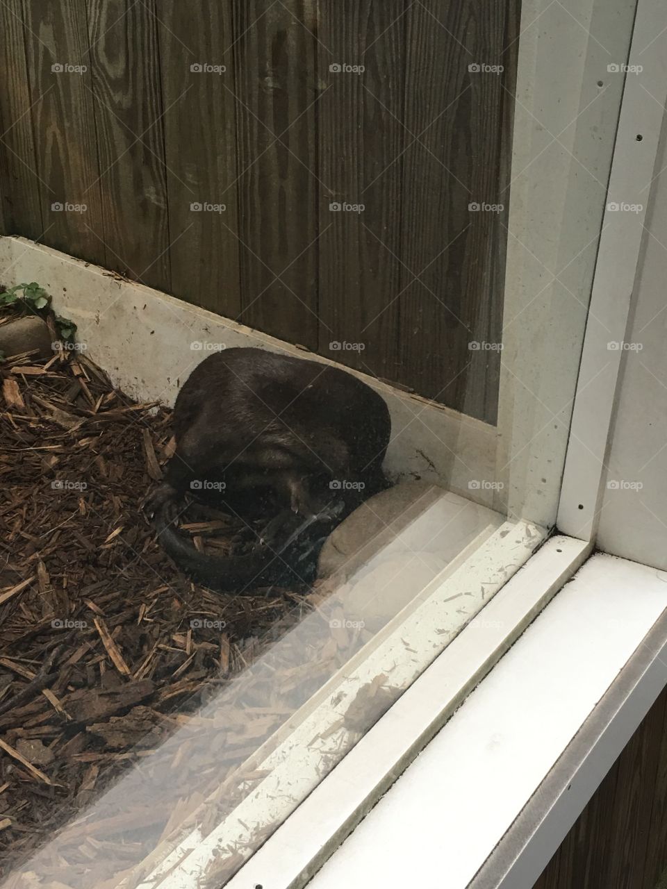 People, No Person, Mammal, One, Home