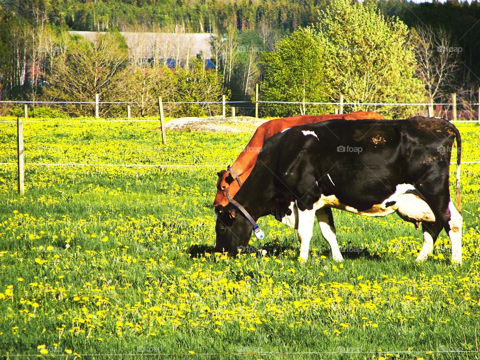 Cows in a field