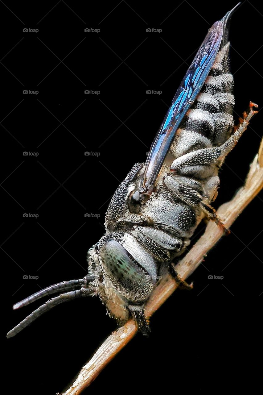 sleeping cuckoo bee