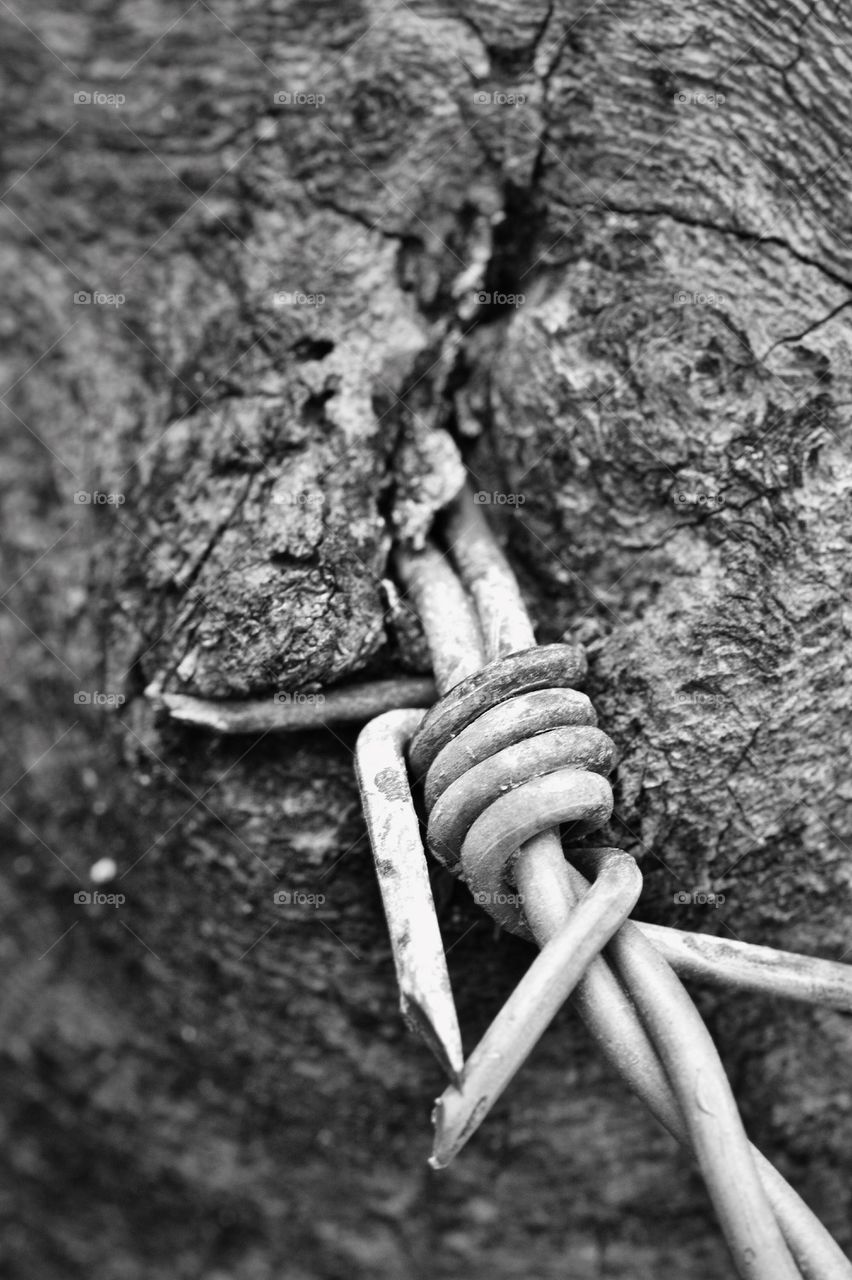 Barbed Wire in Tree