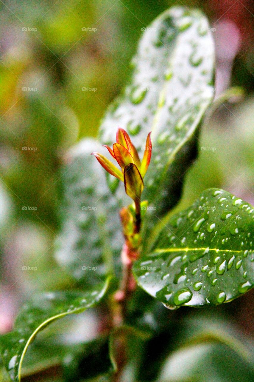 new growth in the rain.