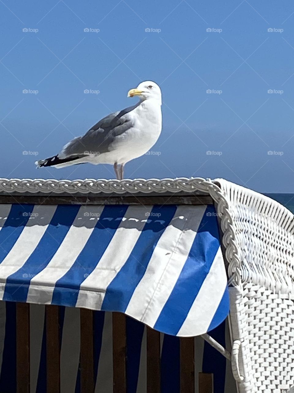 A white and gray seagull sits proudly on the roof of a white beach chair with blue and white striped marker. The background is a deep blue June sky on the Baltic Sea. She looks at ne in the camera.
