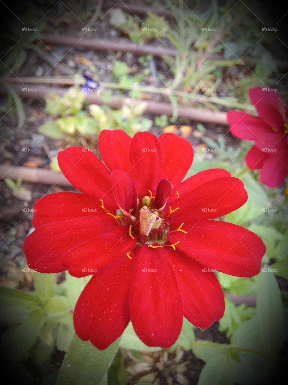 Zinnia peruviana