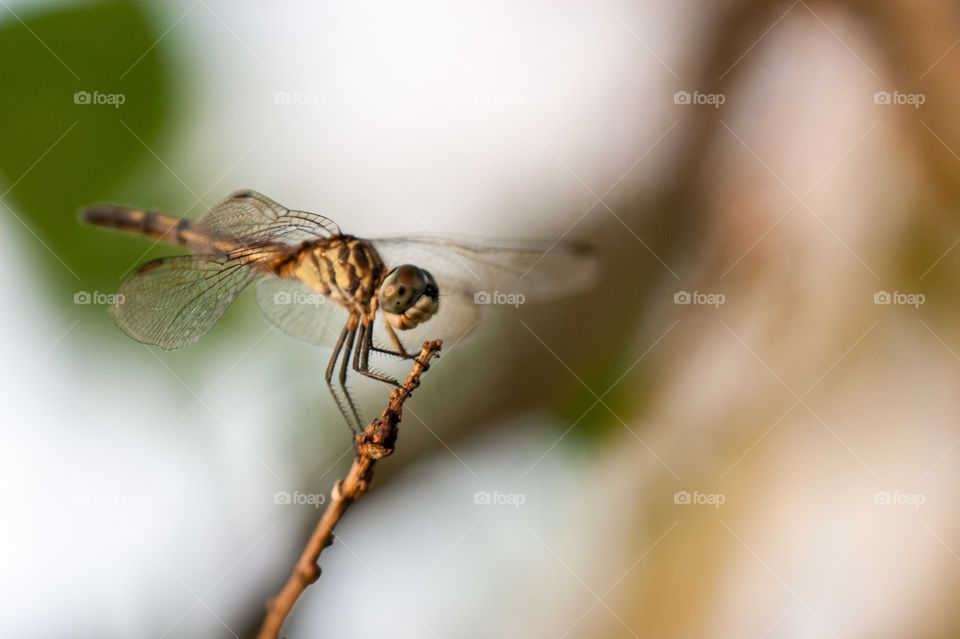 Dragonfly