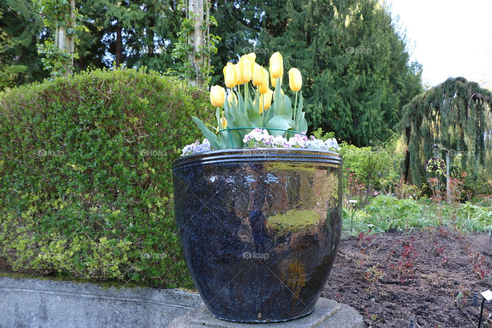 Potted  tulips 