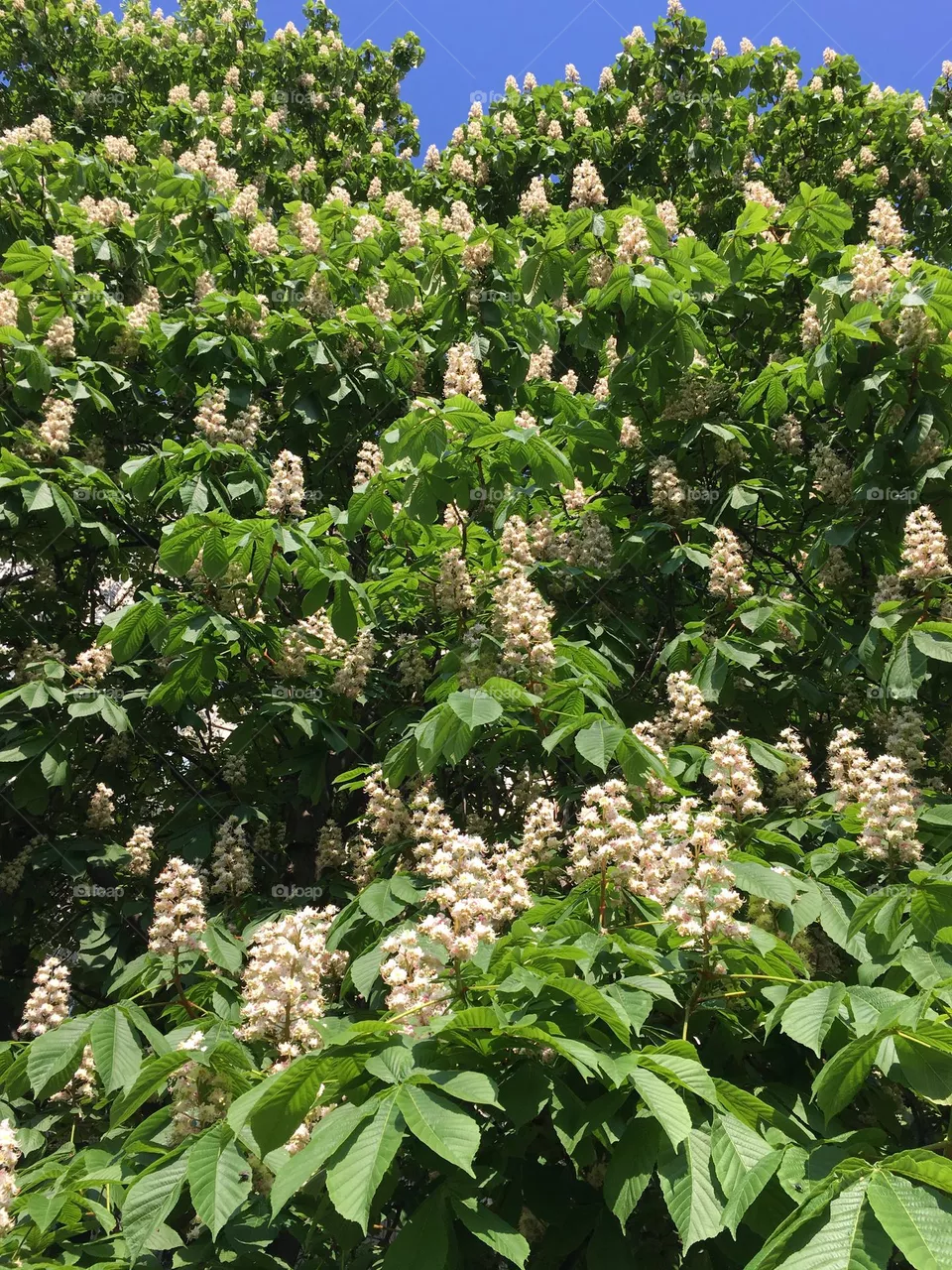 Chestnut tree 