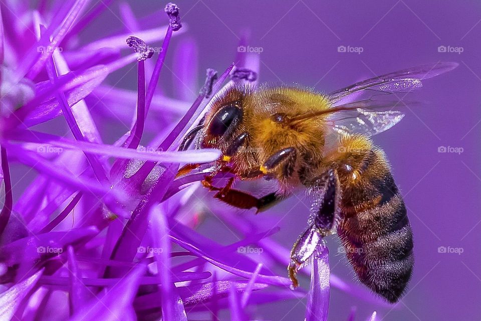 A bee