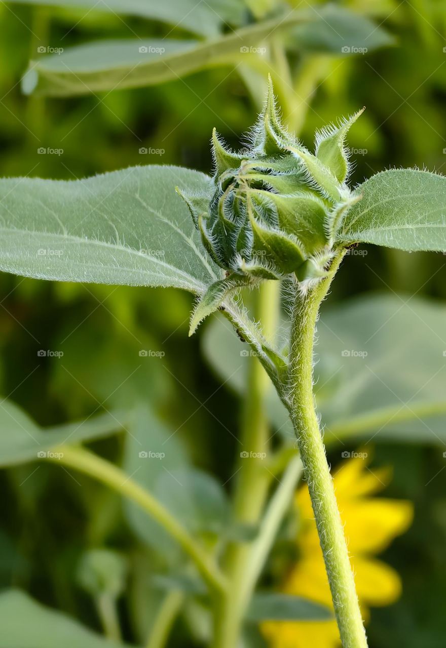 Flower bud close-up