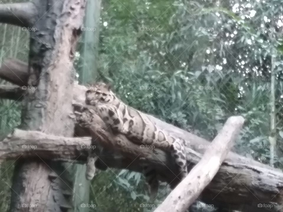 Lazy Clouded Leopard