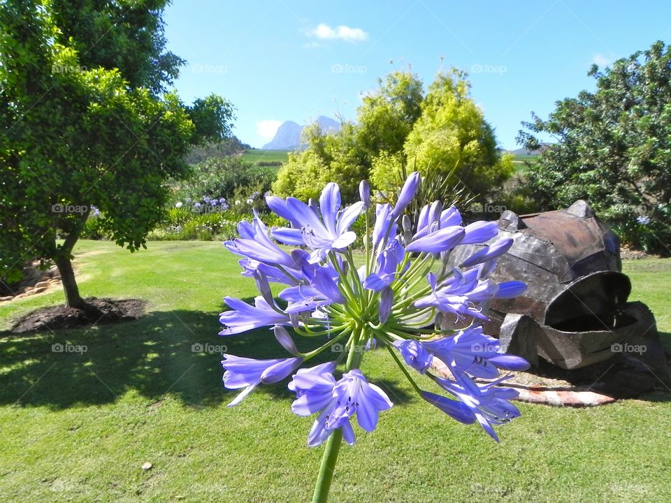 South African Flowers 